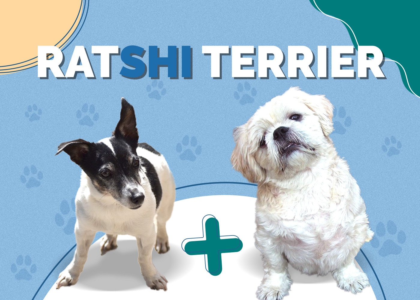 Ratshi Terrier (Rat Terrier & Shih-Tzu Mix): Info, Pictures, Facts