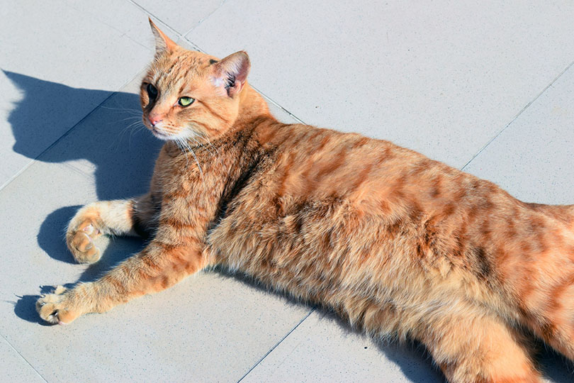 Can Cats Overheat? Vet-Reviewed Signs & How to React