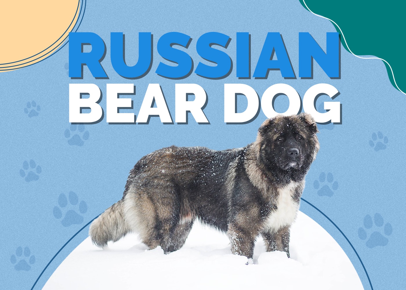 Russian Bear Dog (Caucasian Shepherd Breed) Info: Pictures, Traits & Facts