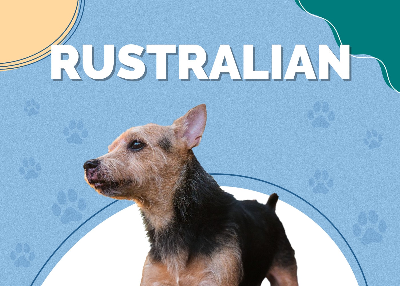Rustralian (Australian Terrier & Jack Russell Mix): Info, Pictures & More