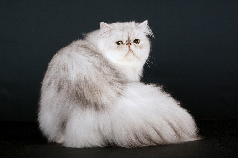 shaded silver persian cat