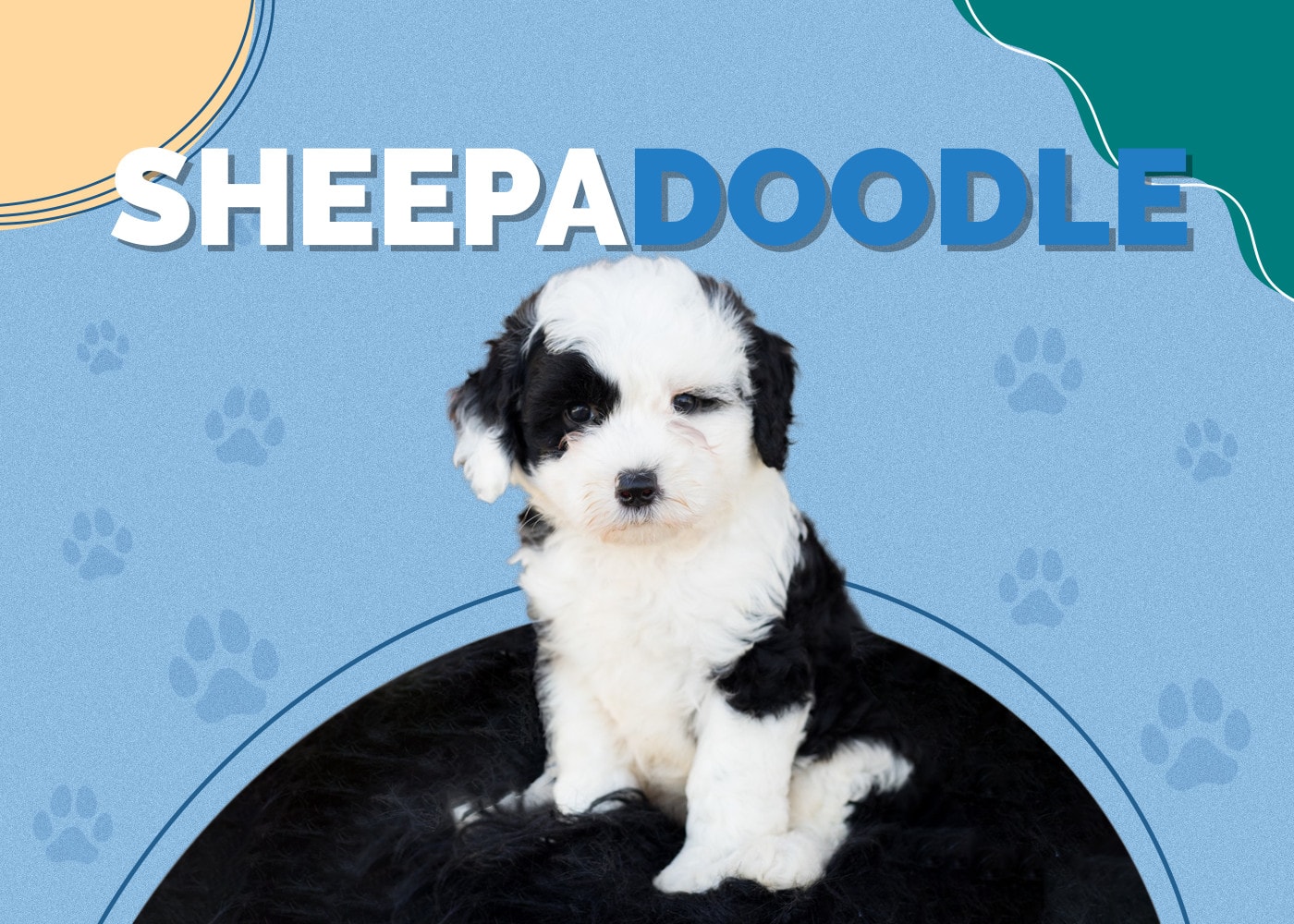 Sheepadoodle Dog Breed Info, Pictures, Personality & Facts