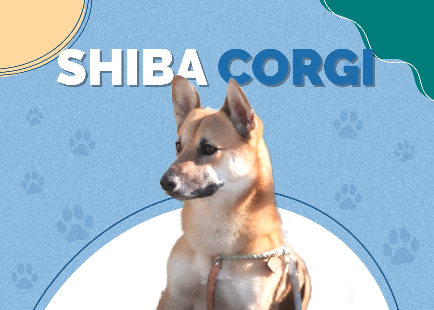 Shiba Corgi (Corgi & Shiba Inu Mix)
