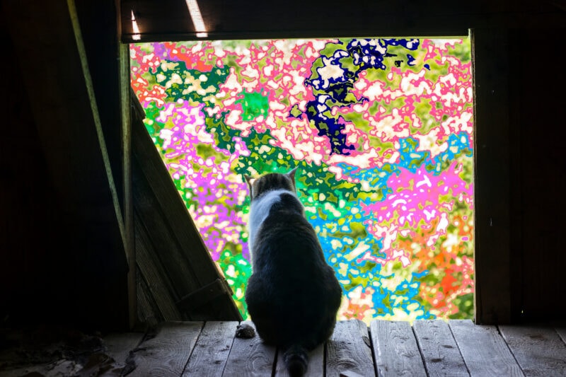 Do Cats See Color? Vet-Verified Facts & FAQ