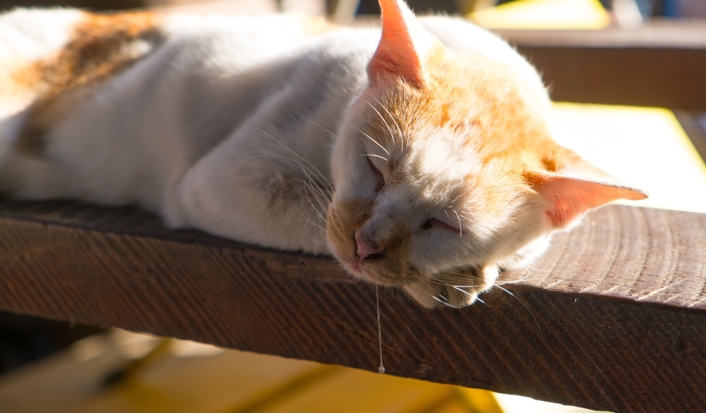 Why Is My Cat Drooling Thick Saliva? 8 Vet-Approved Reasons