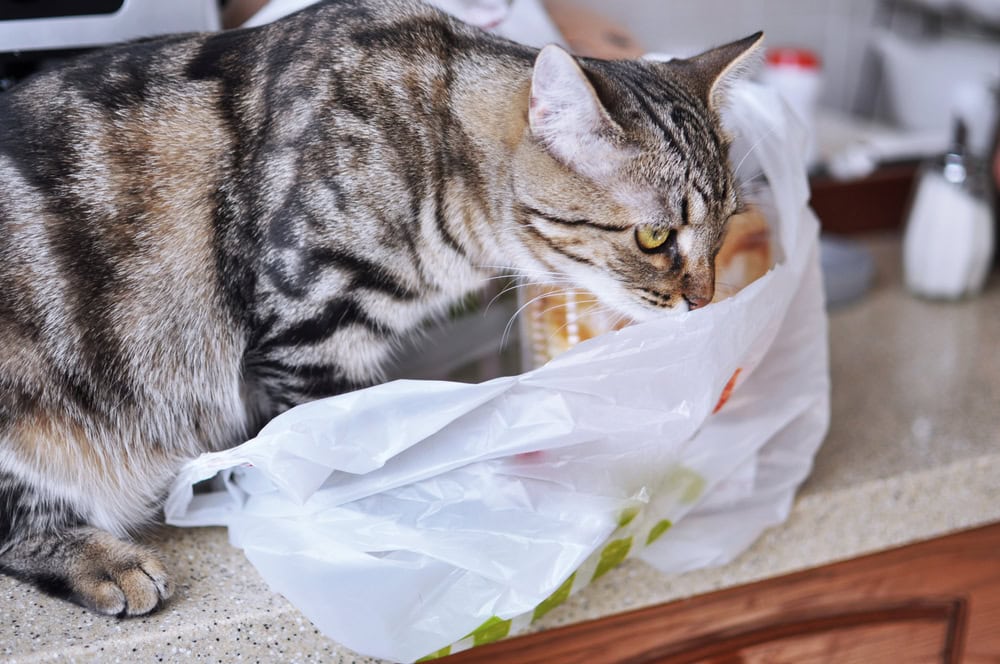 Why Do Cats Eat Plastic? 4 Vet-Reviewed Reasons & How to Stop it