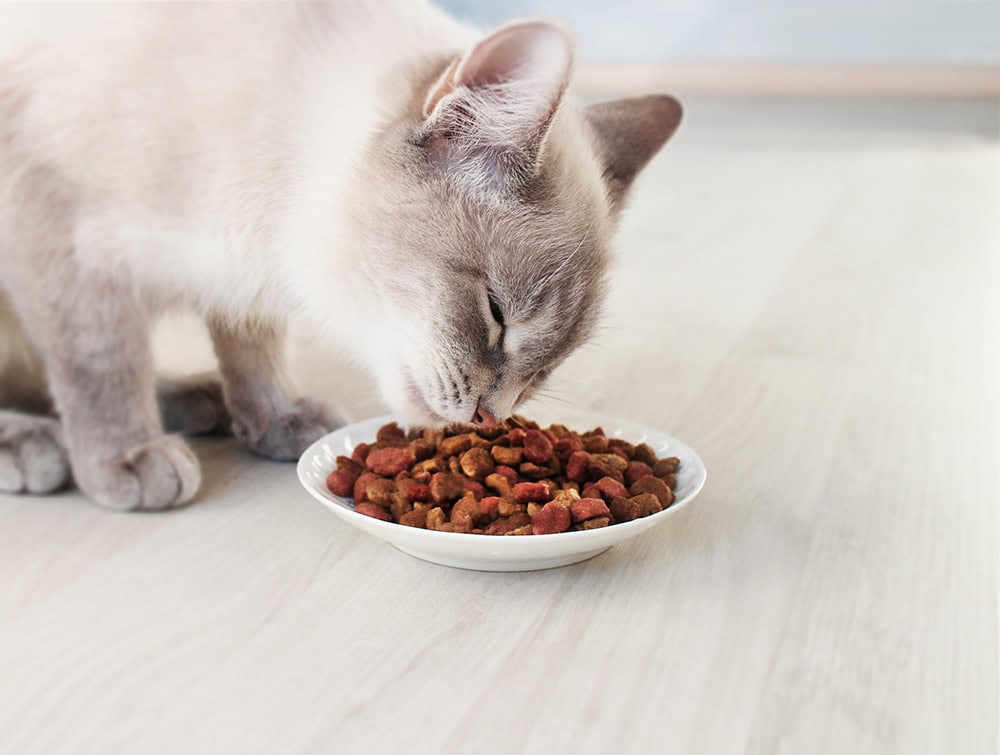 10 Best Natural & Organic Cat Foods – 2026 Reviews & Top Picks