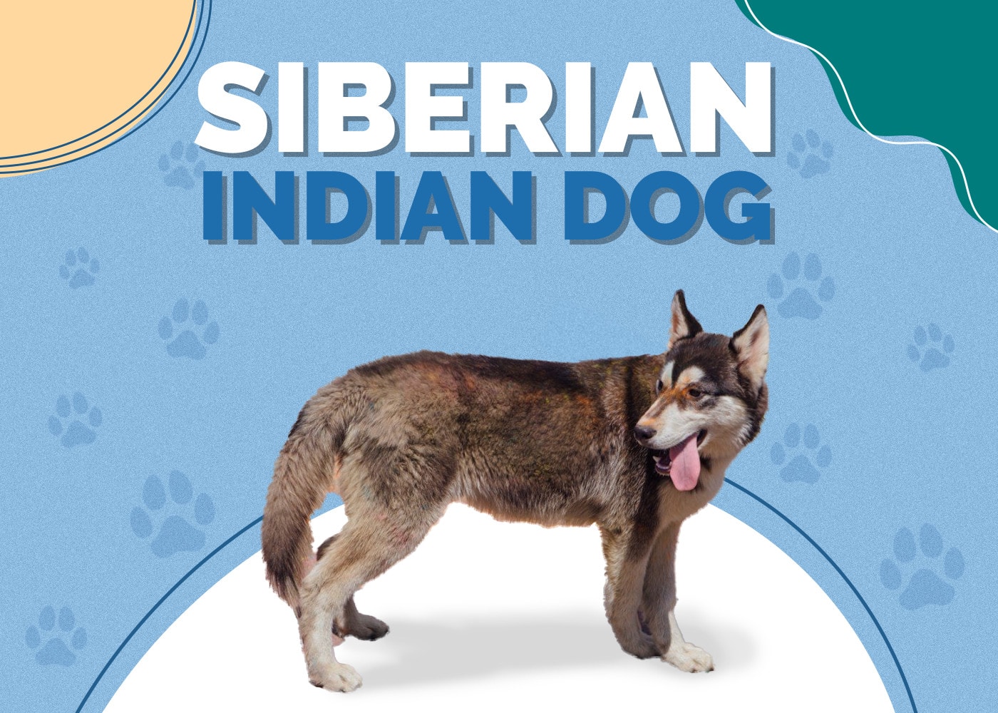 Siberian Indian Dog (Siberian Husky & Native American Indian Dog): Info & Pictures