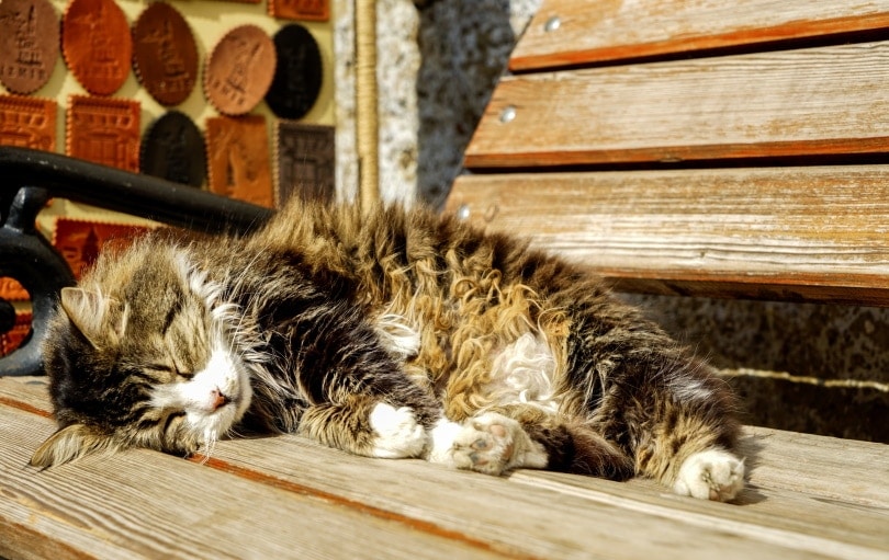 Why Do Cats Go Away to Die? Science-Based Facts & FAQ
