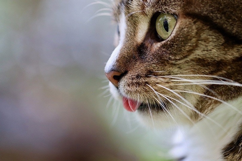 Do Cats Have Taste Buds? Vet-Approved Smell & Taste Explanation