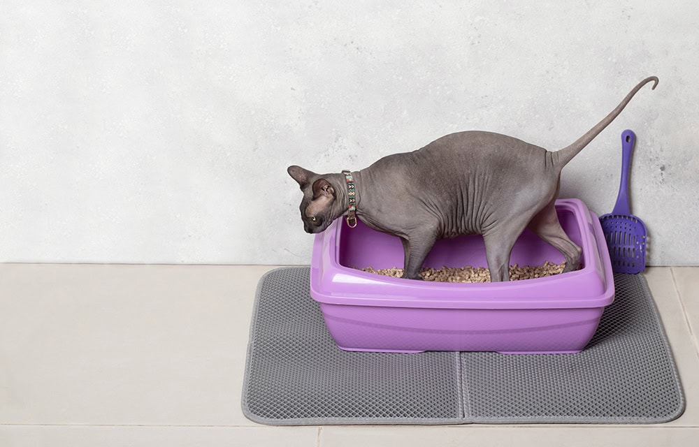 8 Best Litter Boxes for Older Cats - 2026 Reviews and Top Picks