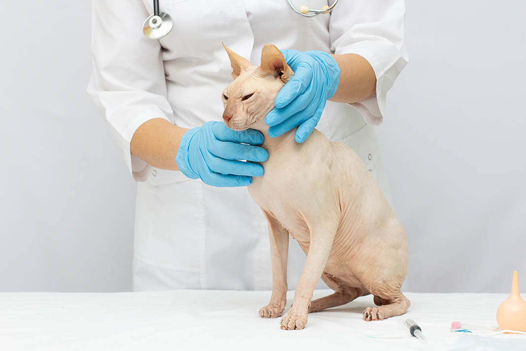Lymphadenopathy in Cats: Causes, Signs & Care (Vet Answer)
