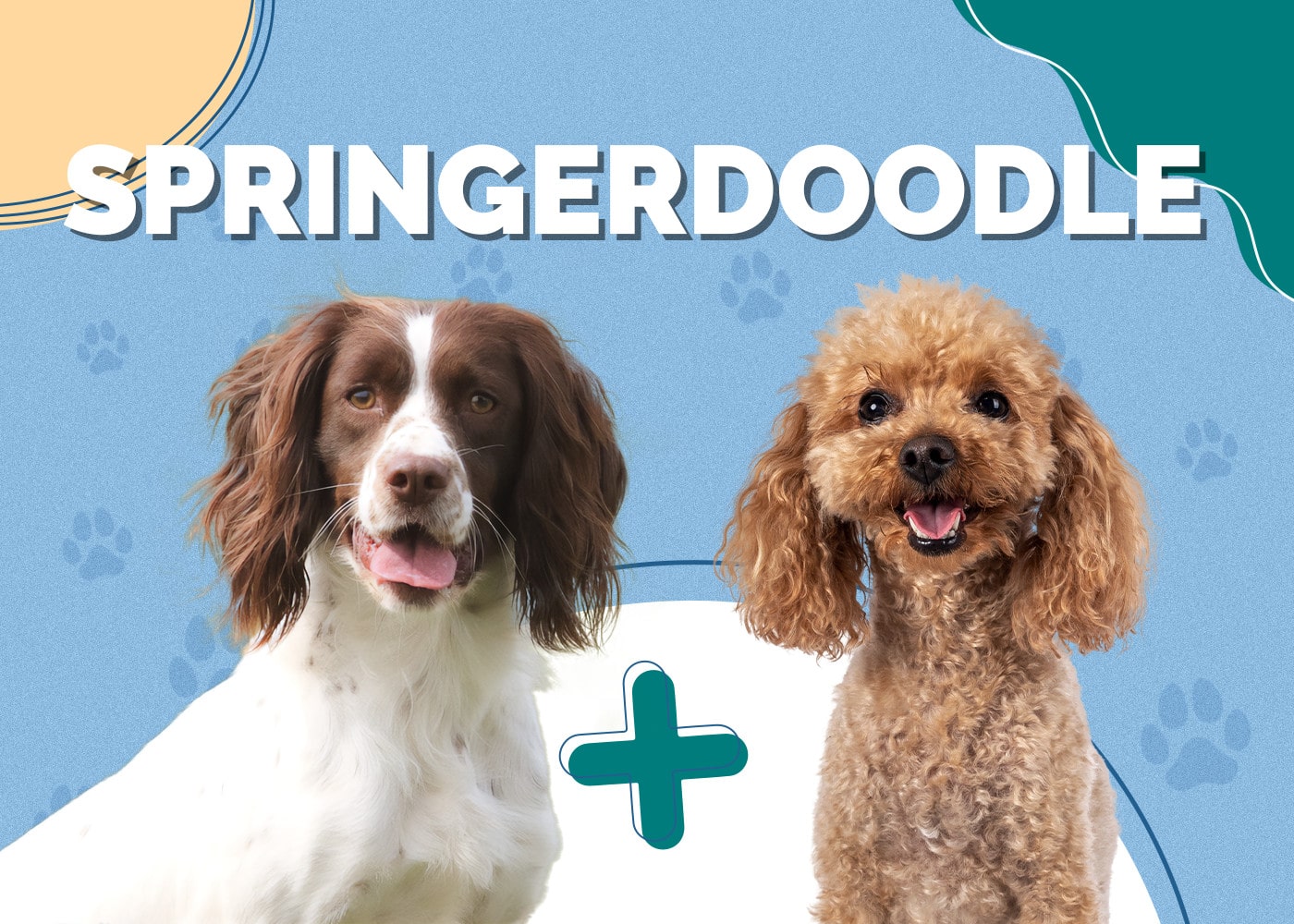Springerdoodle (Springer Spaniel & Poodle Mix): Info, Pictures & More