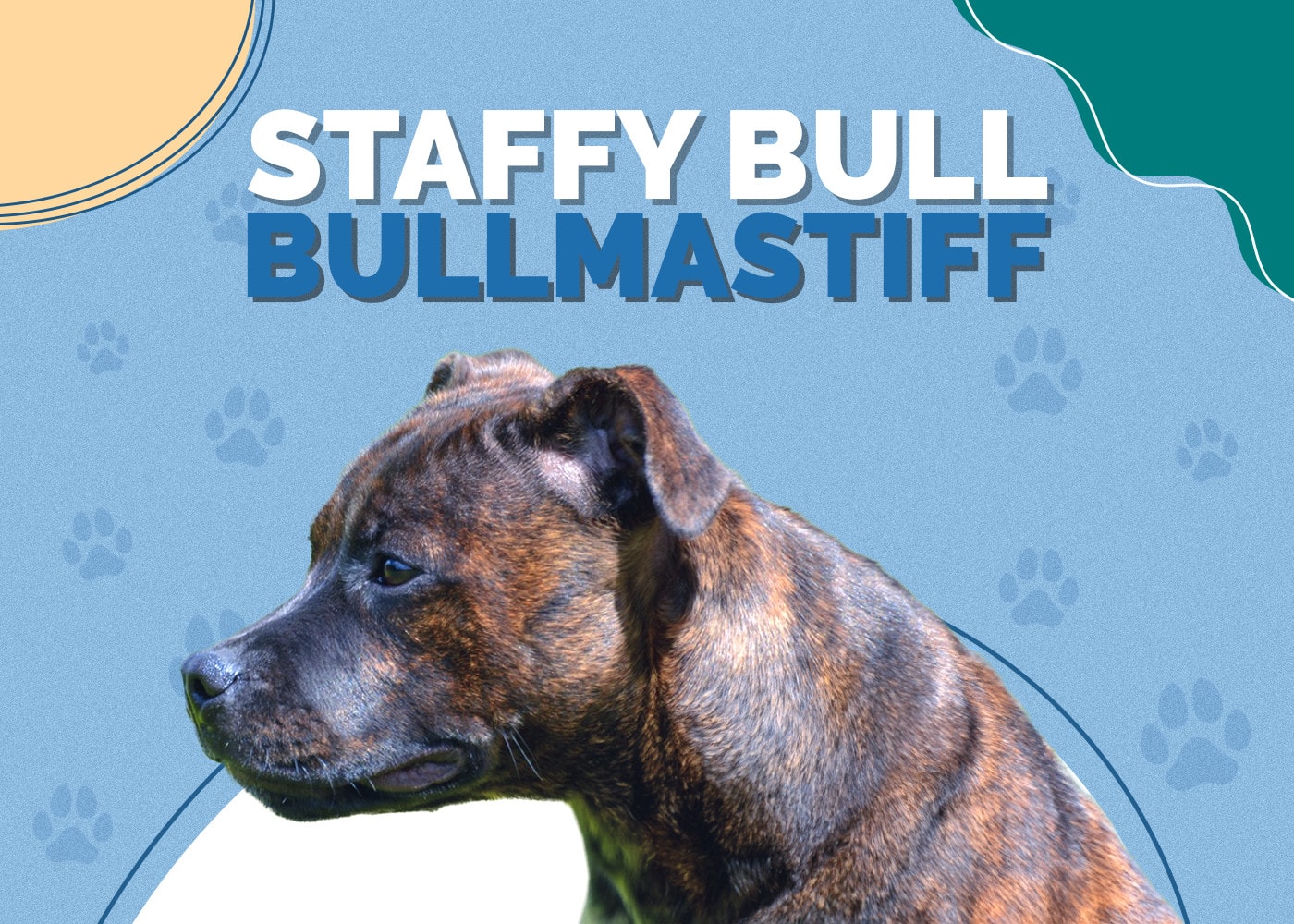 Staffy Bull Bullmastiff (Staffordshire Bull Terrier & Bullmastiff Mix): Pictures & Info