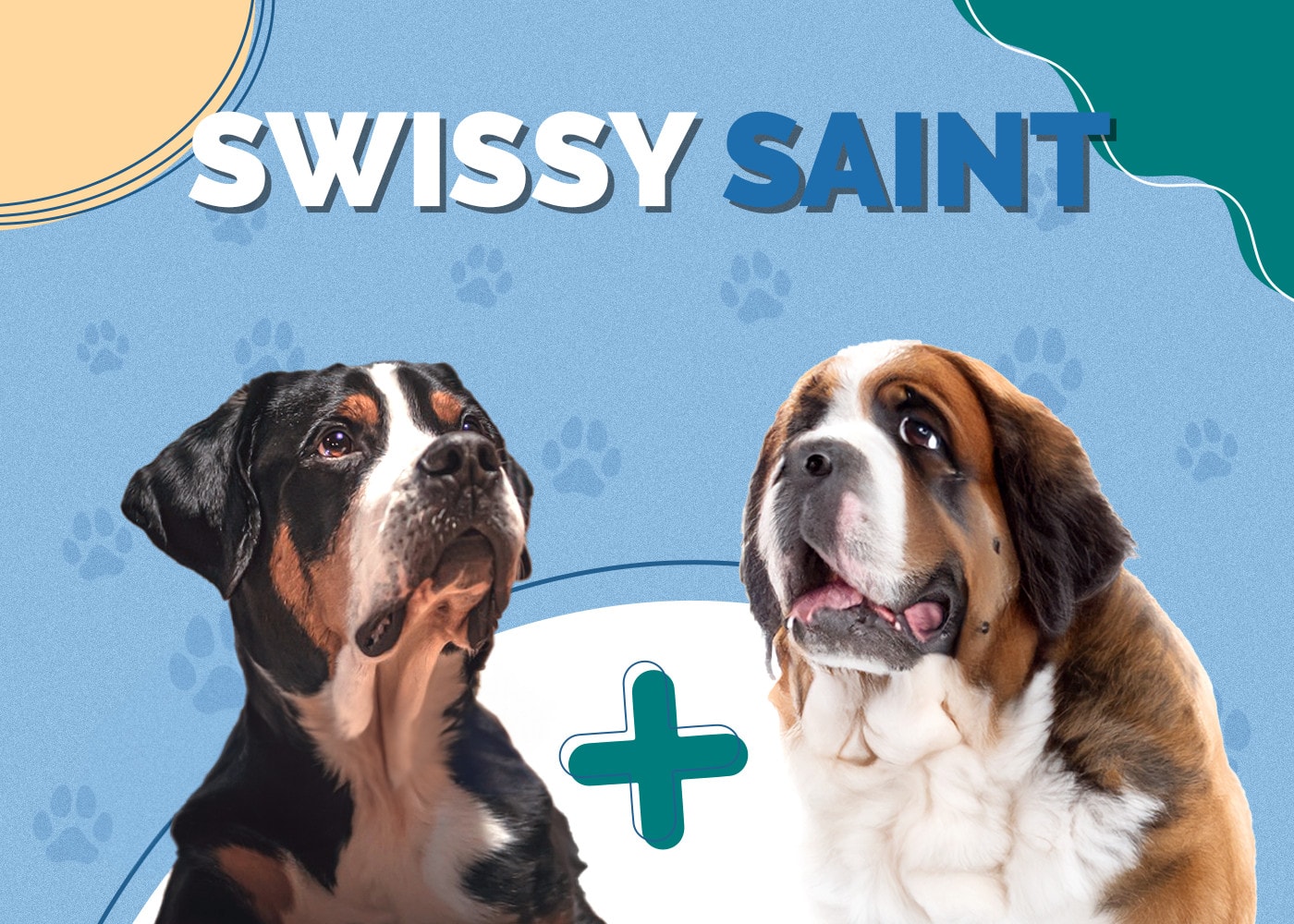 Swissy Saint (Swiss Mountain Dog & St Bernard Mix): Info, Pictures, Care & More
