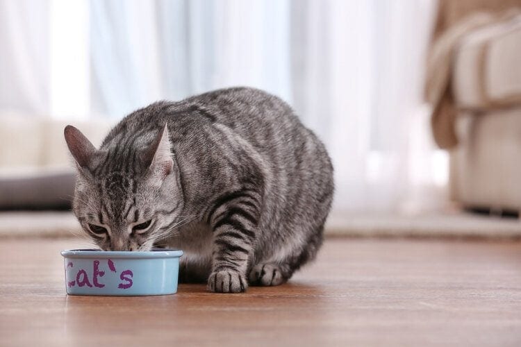 6 Best Cat Foods in Australia – 2026 Reviews & Top Picks
