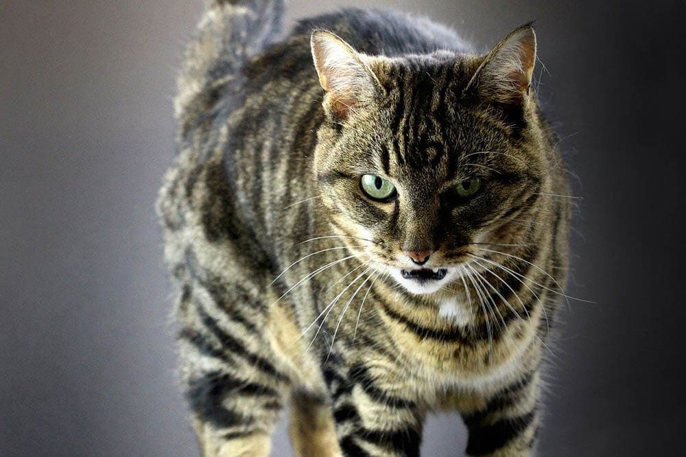 Why Do Cats Growl? 5 Vet-Reviewed Reasons for This Behavior