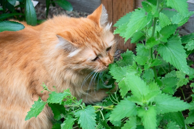Why Do Cats Like Catnip? Vet-Verified Feline Facts & FAQs