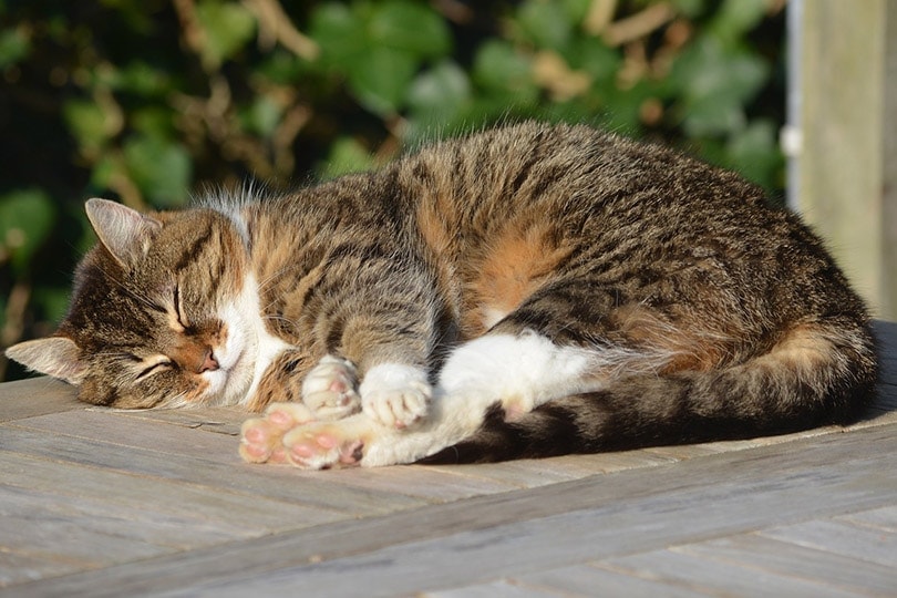 Hypertension in Cats: Signs, Causes & Care (Vet Answer)