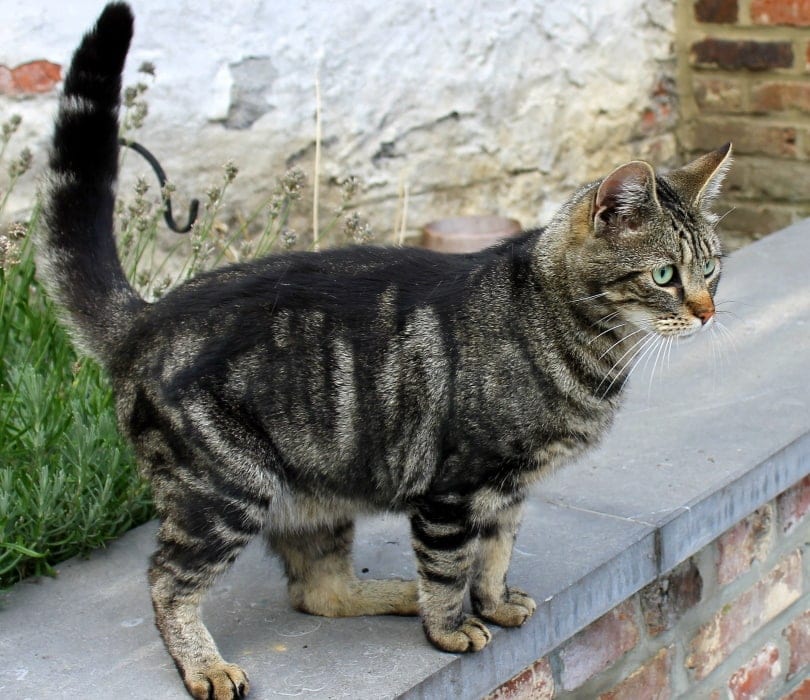 Why Is My Cat Puffing Their Tail? 4 Vet-Reviewed Reasons