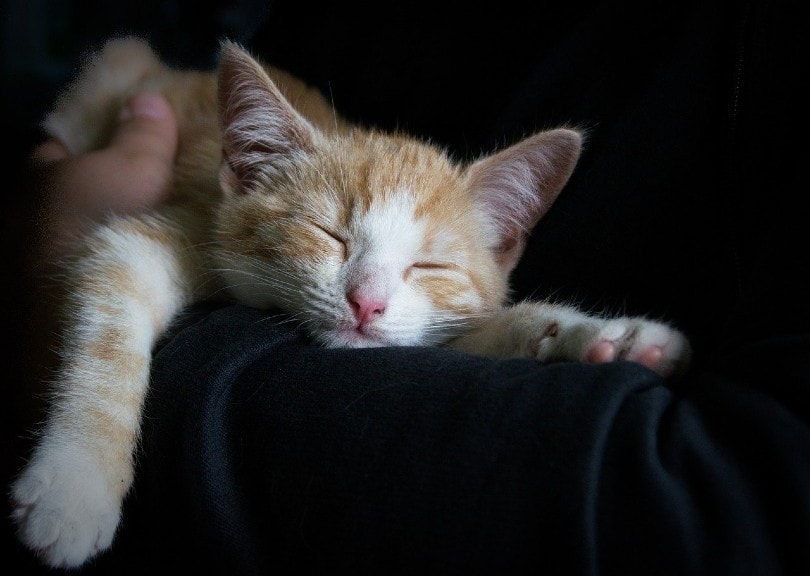 When Do Kittens Open Their Eyes? Vet-Verified Feline Facts & FAQ