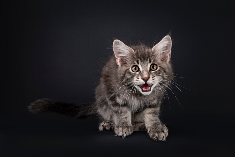 Why Do Cats Chirp? Feline Communication & Behavior Explored