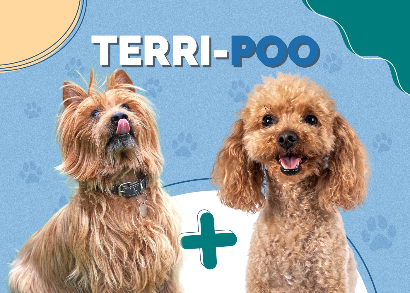Terri-Poo (Australian Terrier & Poodle Mix): Info, Pictures, Traits