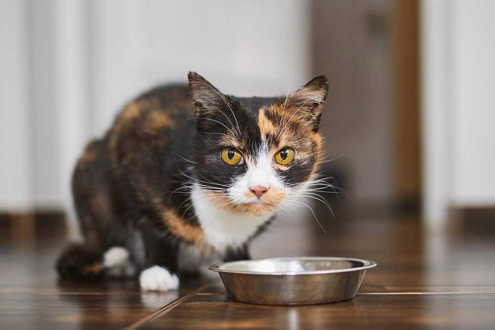 9 Best Cat Foods for Indoor Cats - 2026 Reviews & Buyers Guide