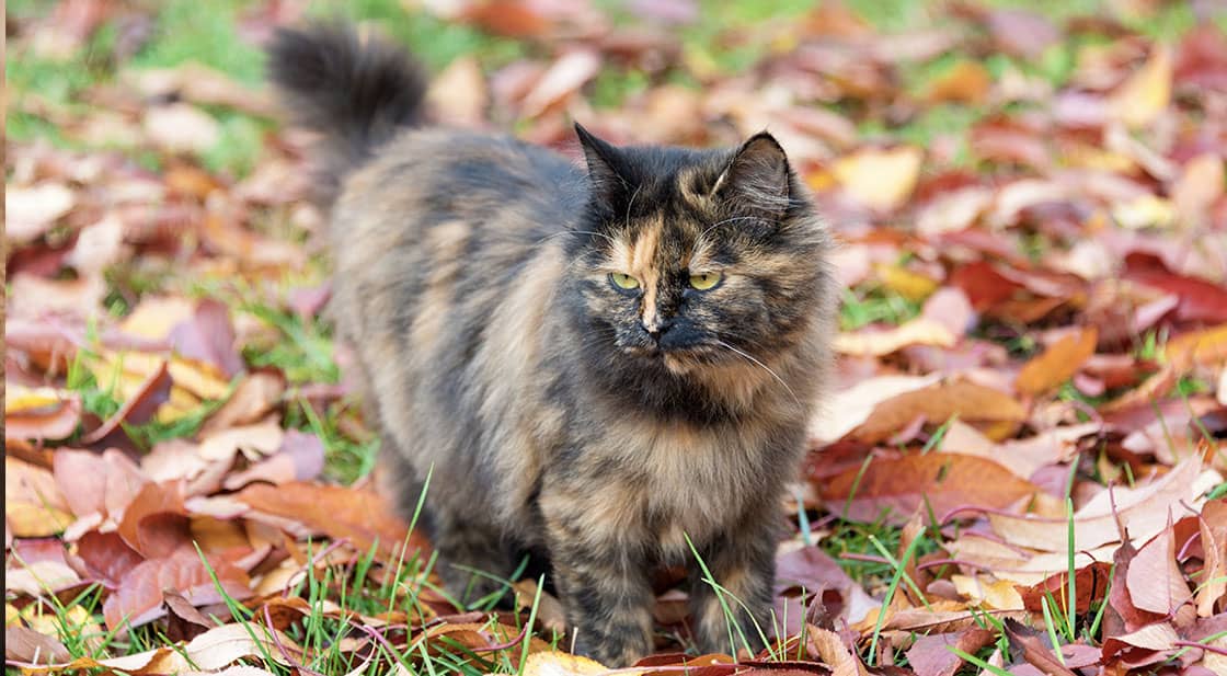 Is A Tortoiseshell Cat Hypoallergenic? What You Need to Know!