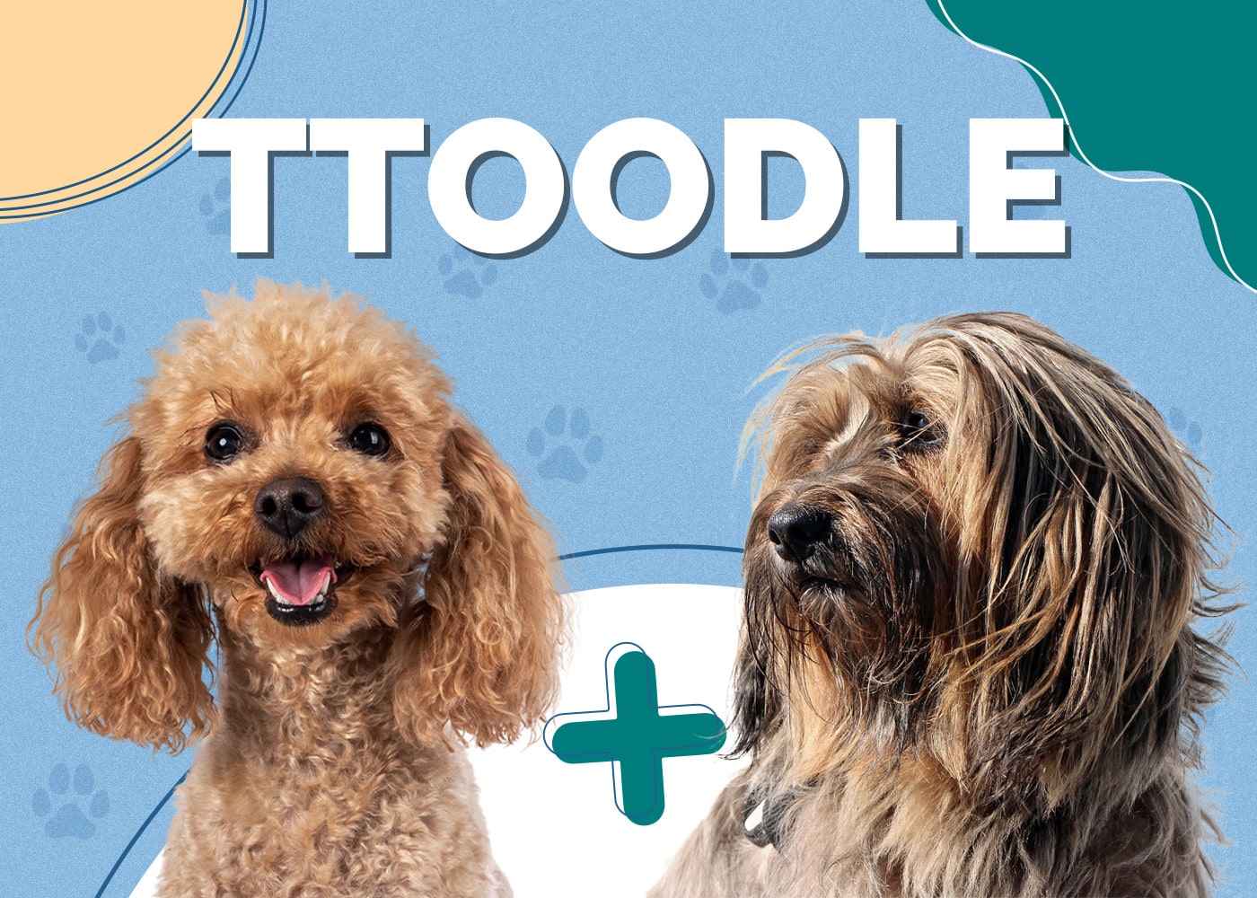 Ttoodle (Poodle & Tibetan Terrier Mix): Info, Pictures, Traits