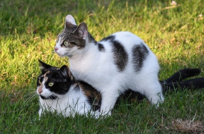 How Often & Long Cats Are Cats in Heat? Vet-Reviewed Facts & FAQs