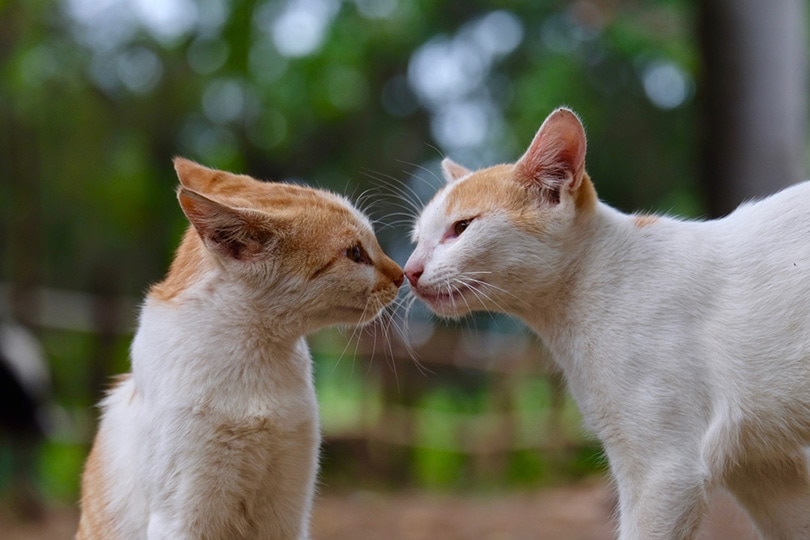 Is Cloning a Cat Possible? Feasibility & Ethical Considerations