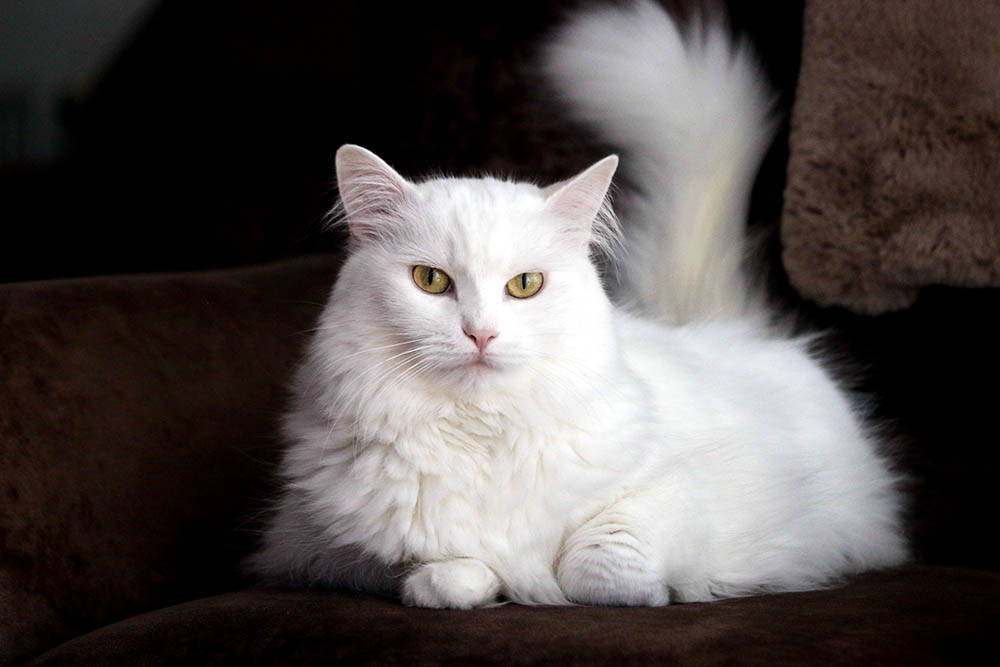 How Much Does a Turkish Angora Cat Cost in 2026? (Price Guide)