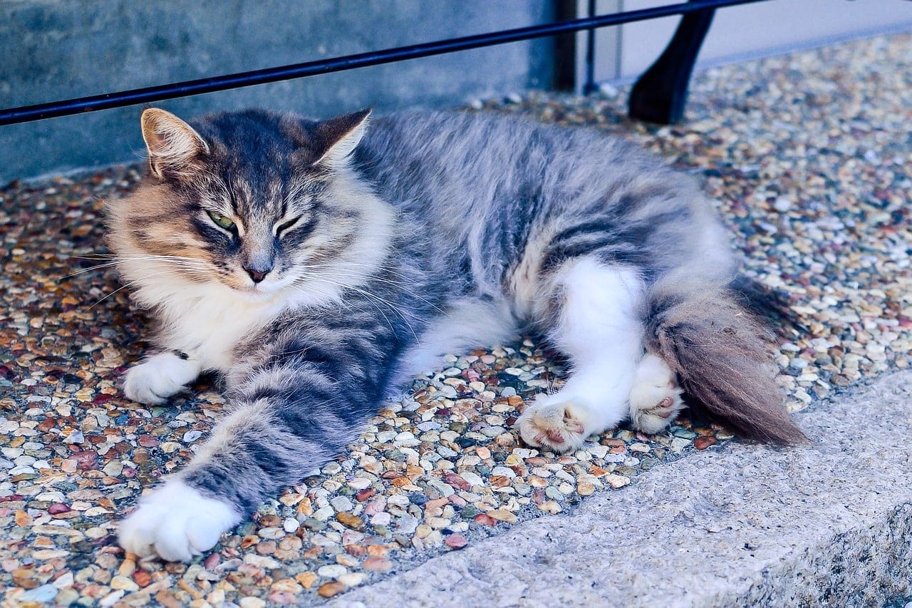 winking cat on the floor
