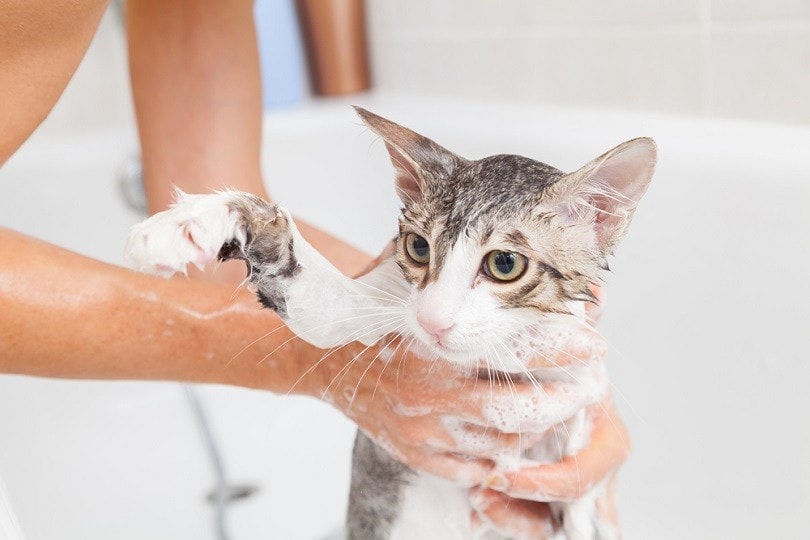 12 Expert Cat Grooming Tips: A Beginner’s Guide