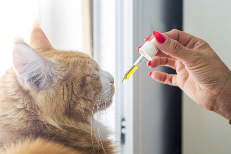 How Much CBD Oil Should You Give a Cat? Vet-Reviewed Dosing Chart & Safety Guide