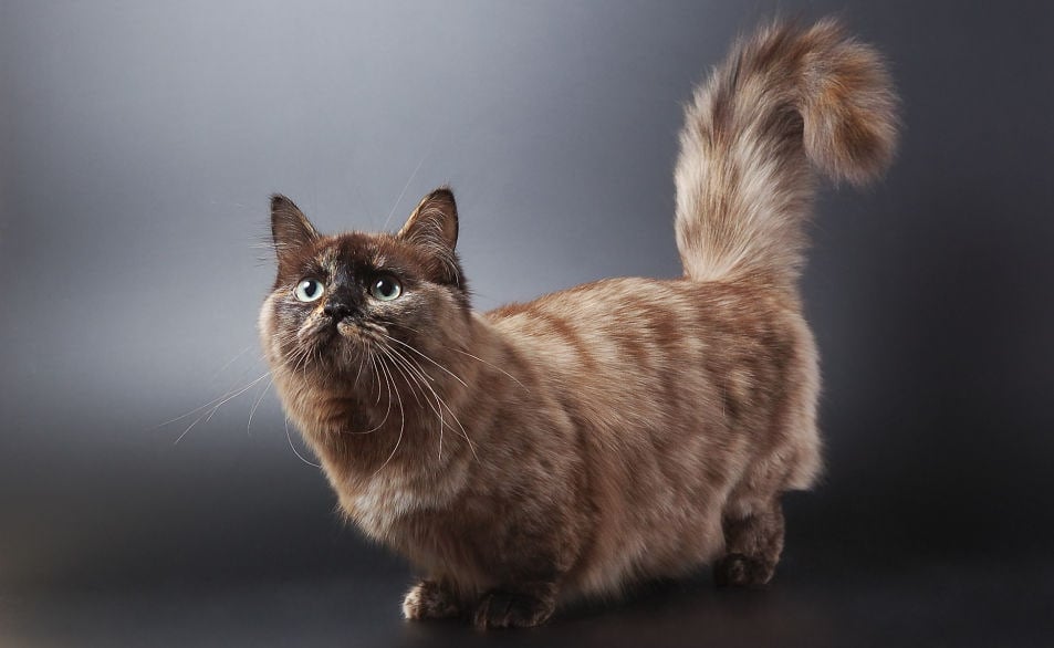 8 Munchkin Cat Breeds & Colors (With Info & Pictures)