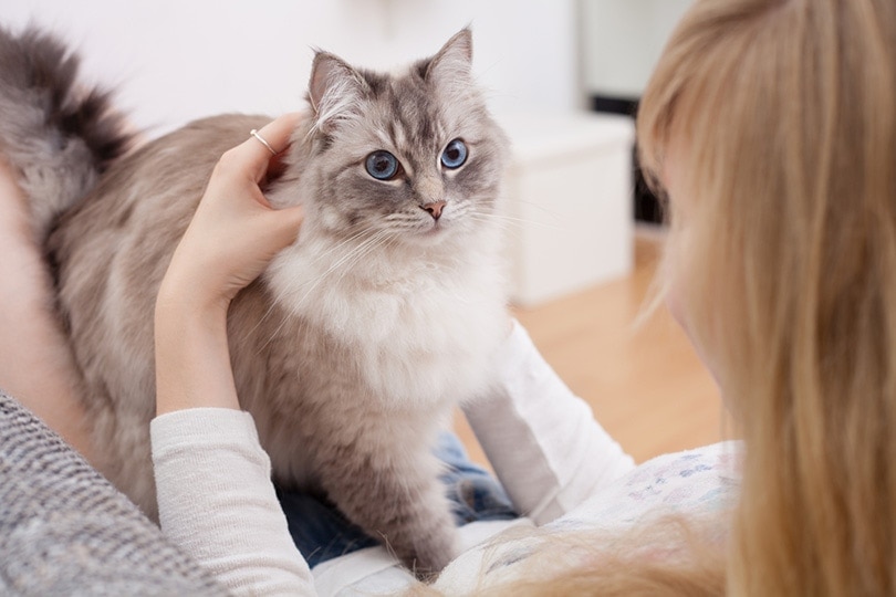 Cat Teenage Years: What to Expect from Cat Adolescence