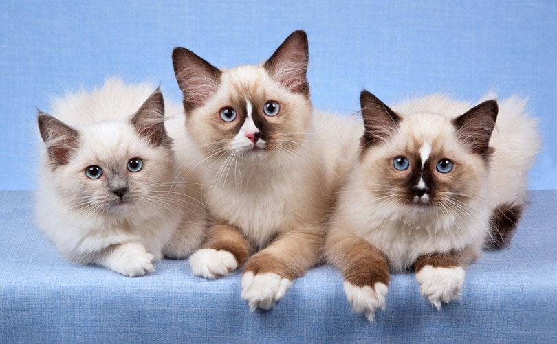 21 Medium-Sized Cat Breeds (With Info & Pictures)