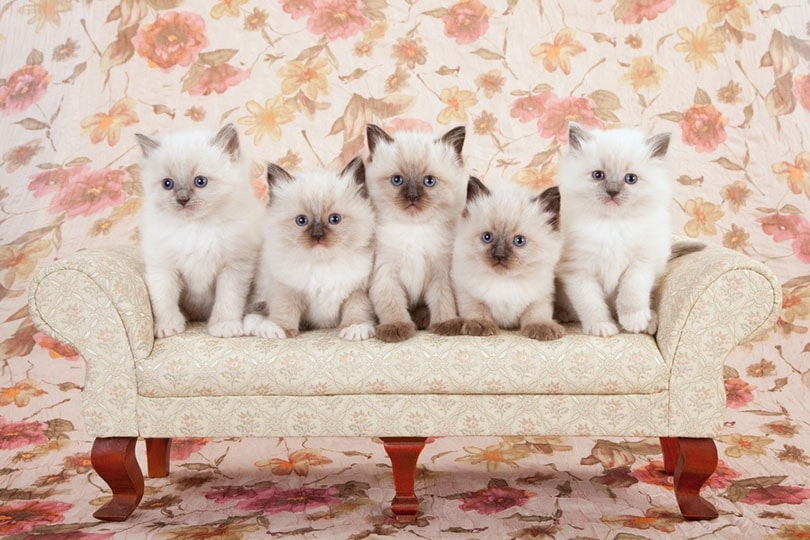 Are Ragdoll Cats Hypoallergenic? Vet-Verified Facts & Info