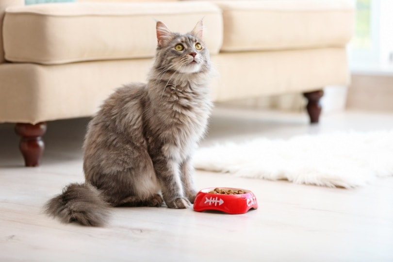 Adorable Maine Coon getting dinner