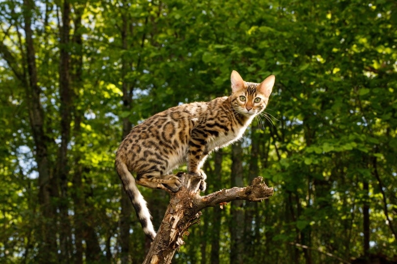Are Bengal Cats Aggressive or Dangerous? Vet-Reviewed Facts & FAQ