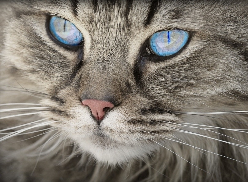 12 Cat Breeds With Blue Eyes (With Info & Pictures)