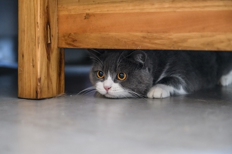 Why Does My Cat Hide? 3 Likely Reasons (Vet Answer)