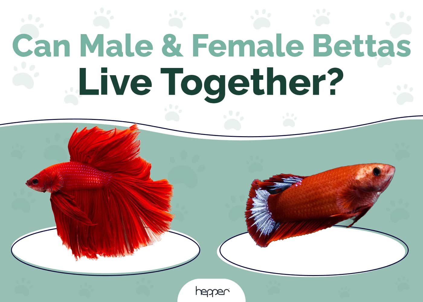 Can Male and Female Betta Fish Live Together? Vet-Verified Cohabitation Facts & Info