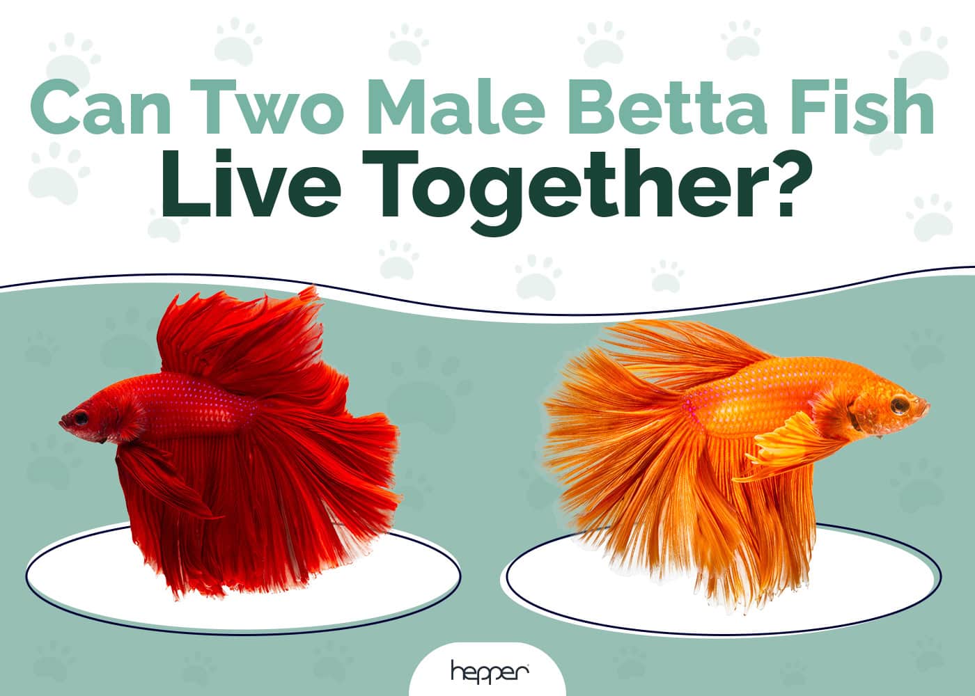 Can Two Male Betta Fish Live Together? Our Vet Explains