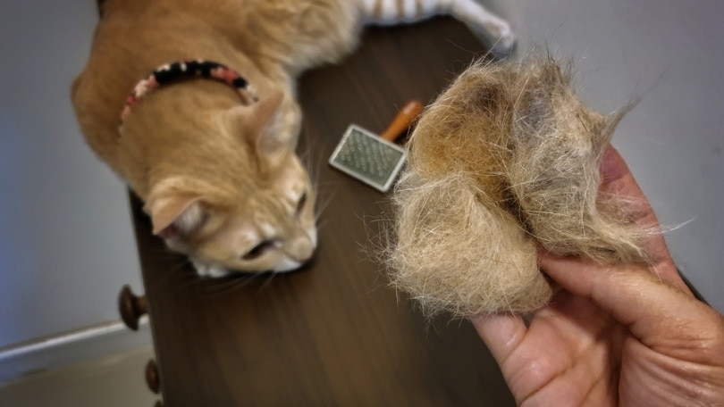Why Do Cats Shed & What to Do During Shedding Season