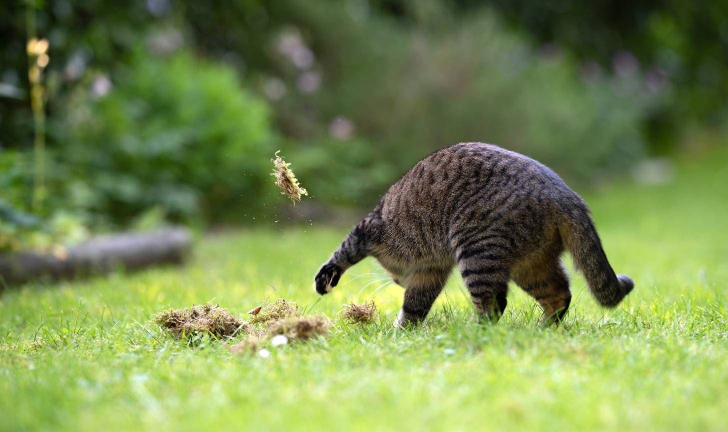 Why do Cats Try to Bury Their Food? 4 Vet-Reviewed Reasons