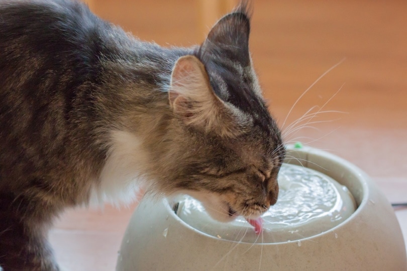How to Get a Cat to Drink More Water: Vet-Approved Tips