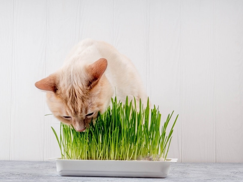 6 Benefits of Cat Grass for Your Cat: Science-Based Facts & FAQ